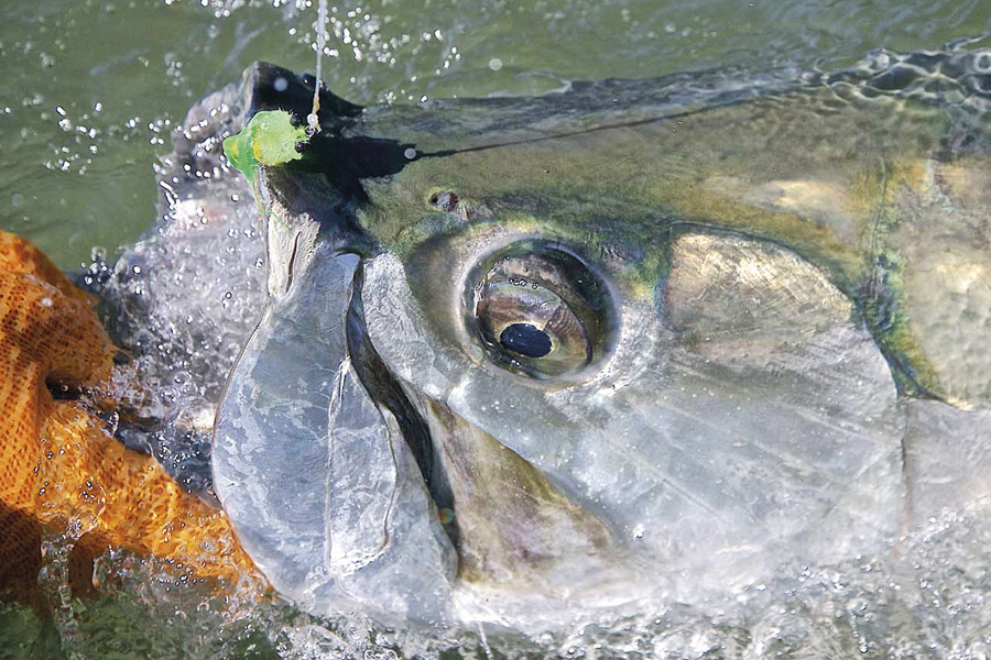 WILDFINS – fish on the wild side